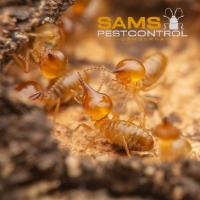 Sams Termite Control Canberra image 10
